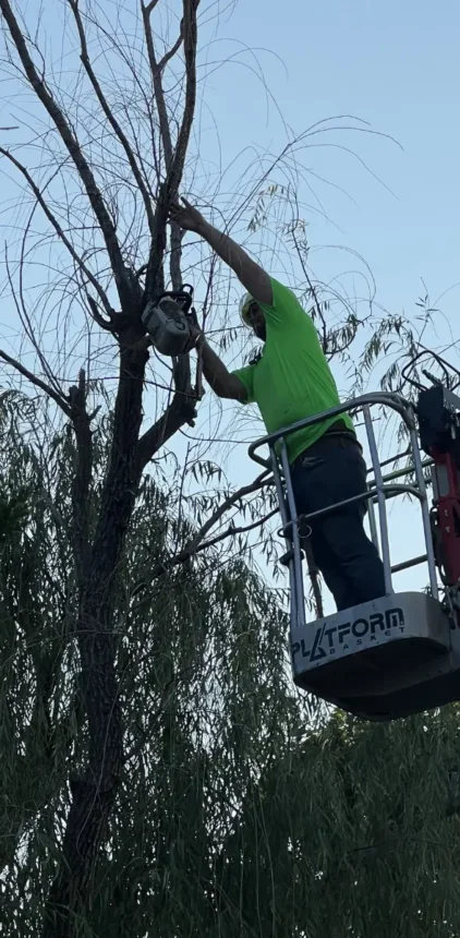 Comprehensive pruning and trimming to improve tree structure
