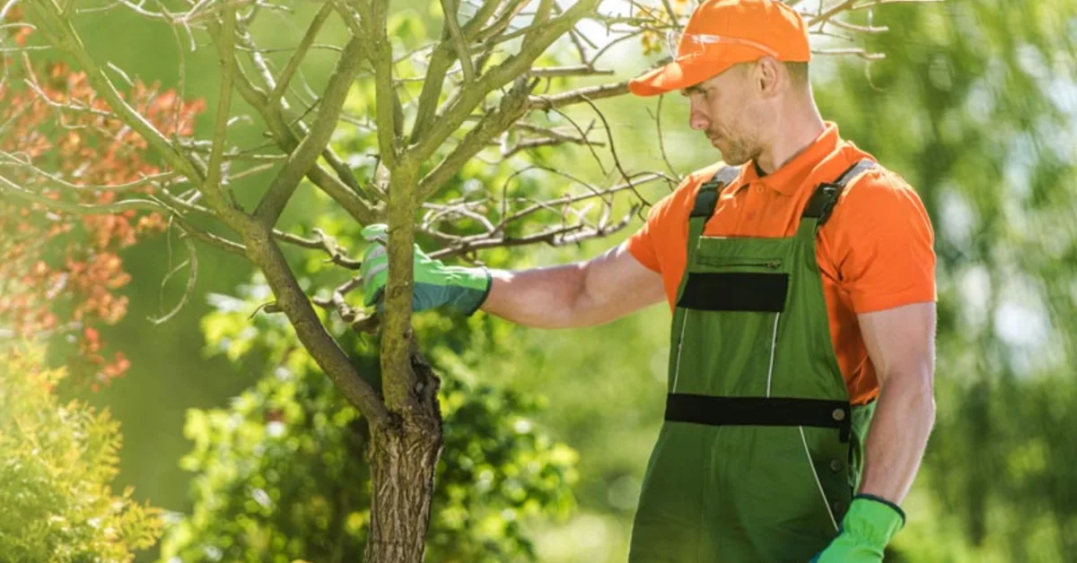 Tree Care in Oklahoma City, OK