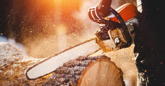 Understanding Tree Felling: A Comprehensive Guide for Oklahoma Residents